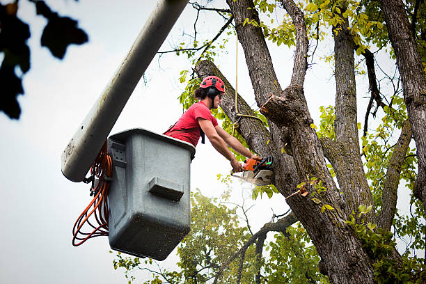 Harkers Island, NC Tree Removal and Landscaping Services Company